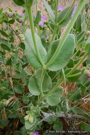 Mirabilis laevis 15