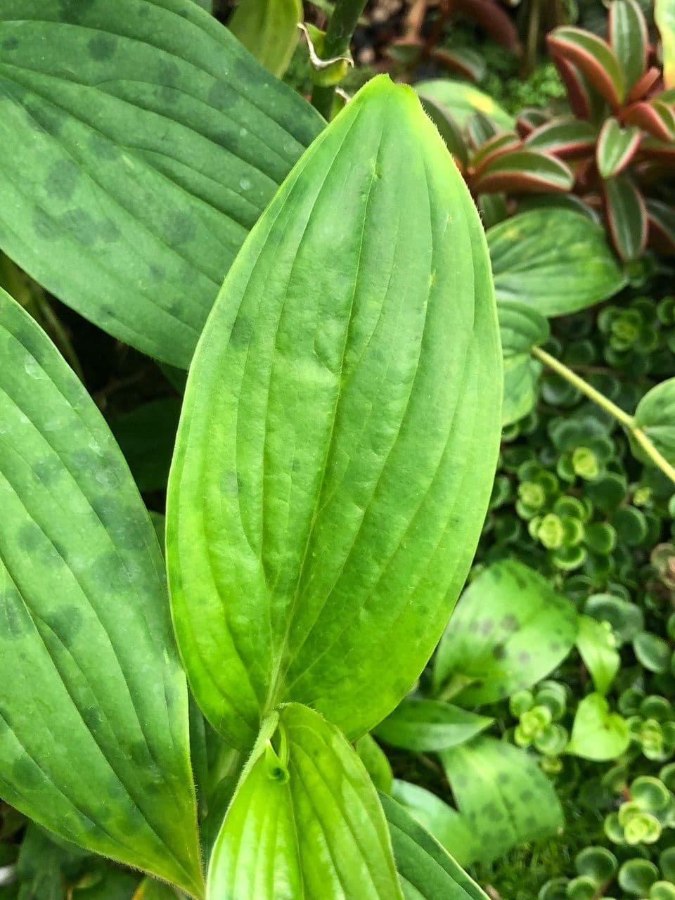 Glockenlilie 14