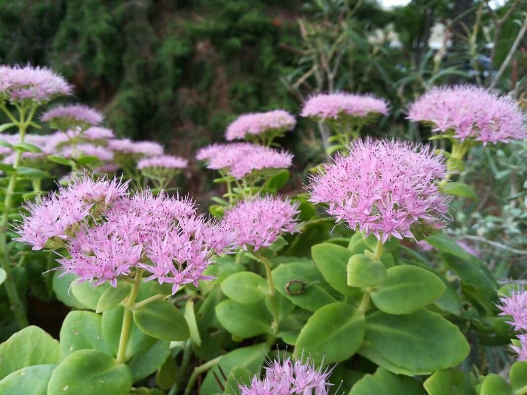 Sedum espectacular 3