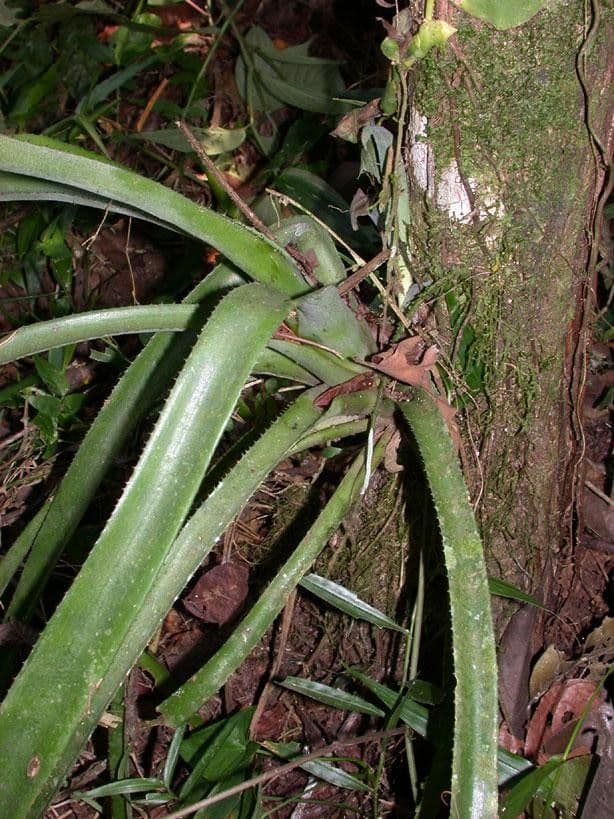 Aechmea 12