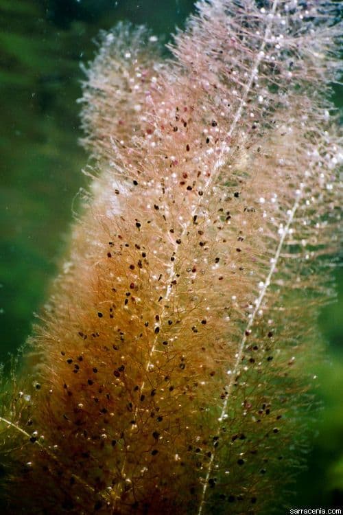 Utricularia