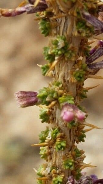 Junellia 19
