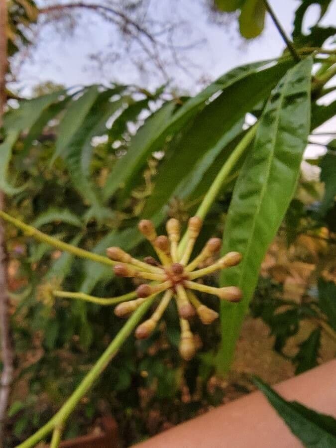 Aralia 4