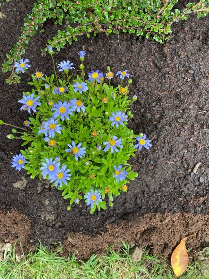 Félicia amelloides 5