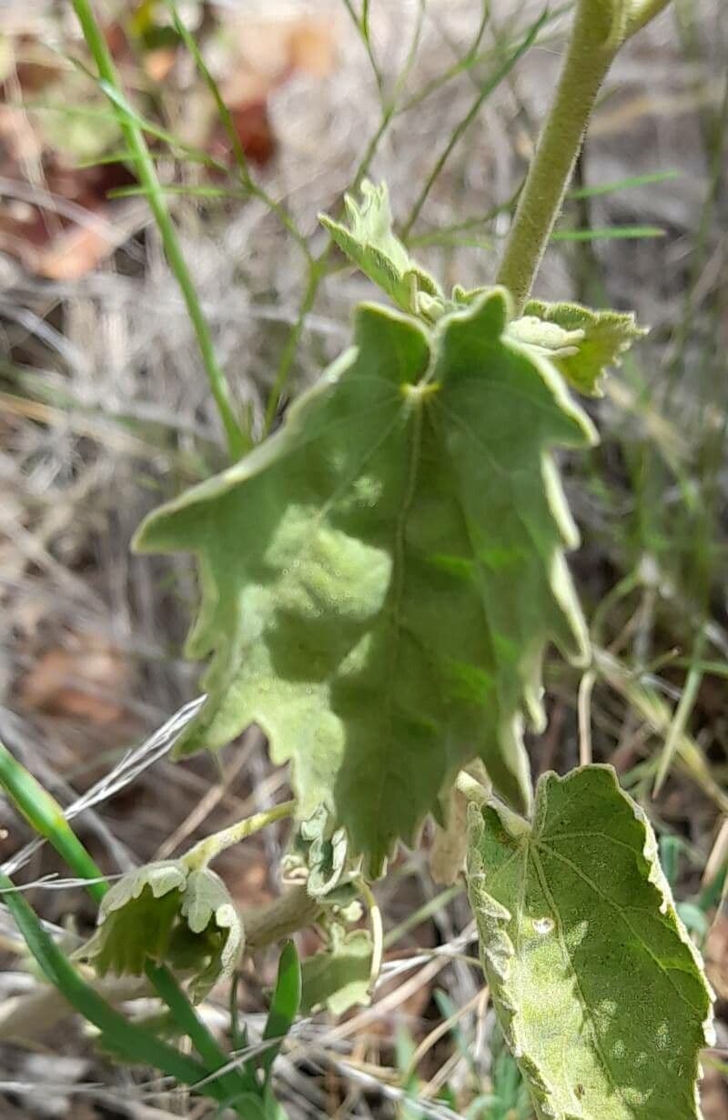 Pseudabutilon pręcikowaty 5