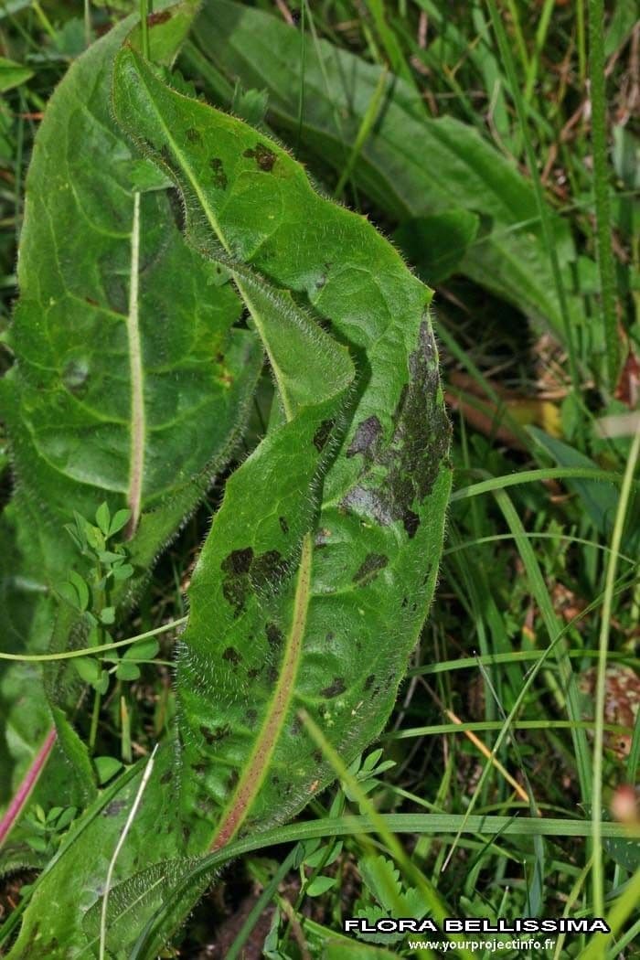 Costolina macchiata 16