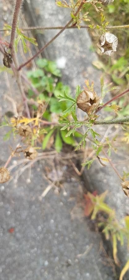 Malva moscata 3