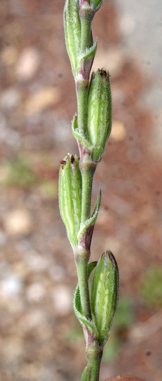 Mediterranean catchfly 2