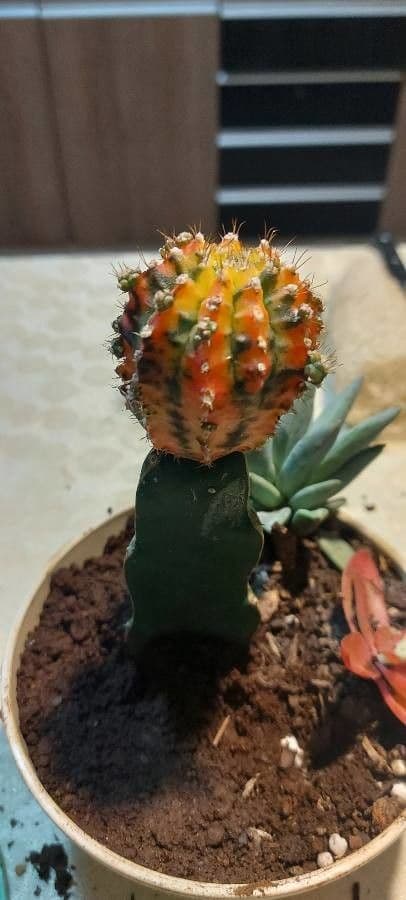 Cactus lunare 10