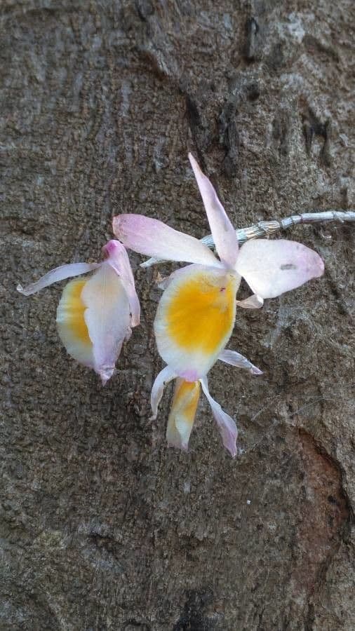 Orchidea scarpetta 2