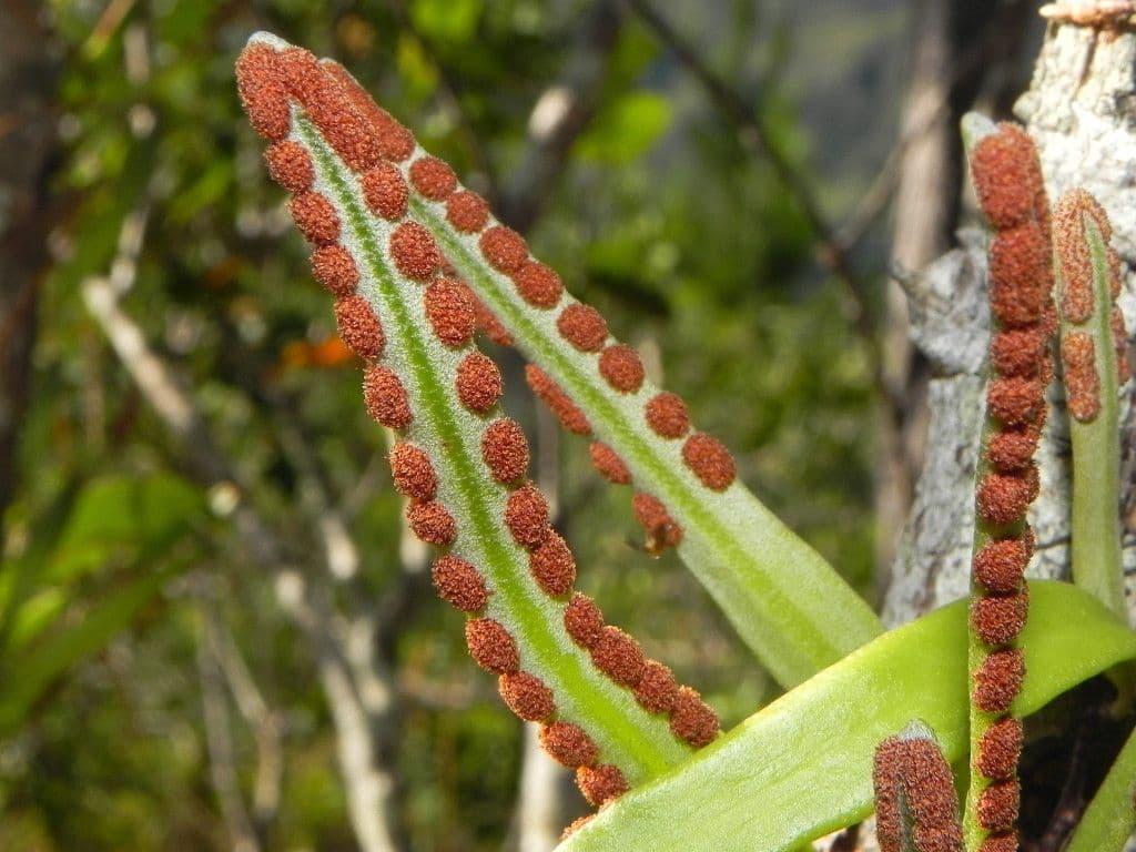 Pyrrosia 6