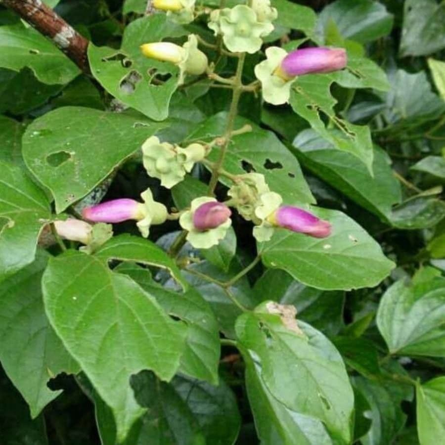 Amphilophium paniculato 3