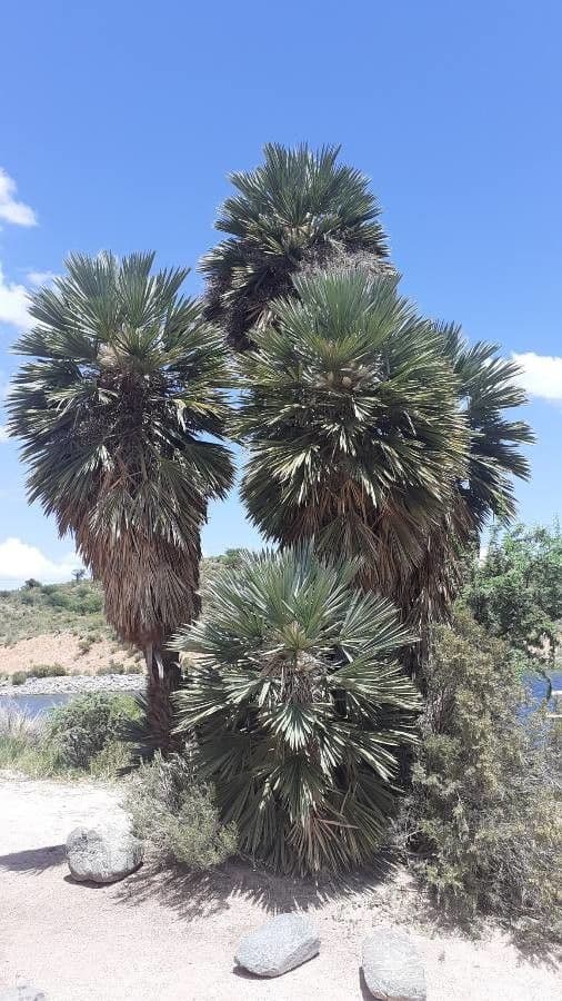 Trithrinax polny 11