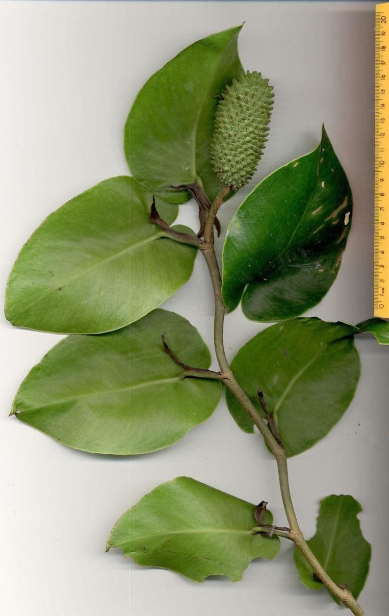 Monstera 15