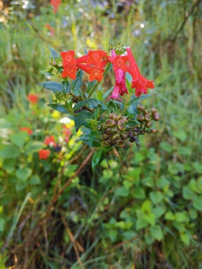 Bouvardia ternifolia 12