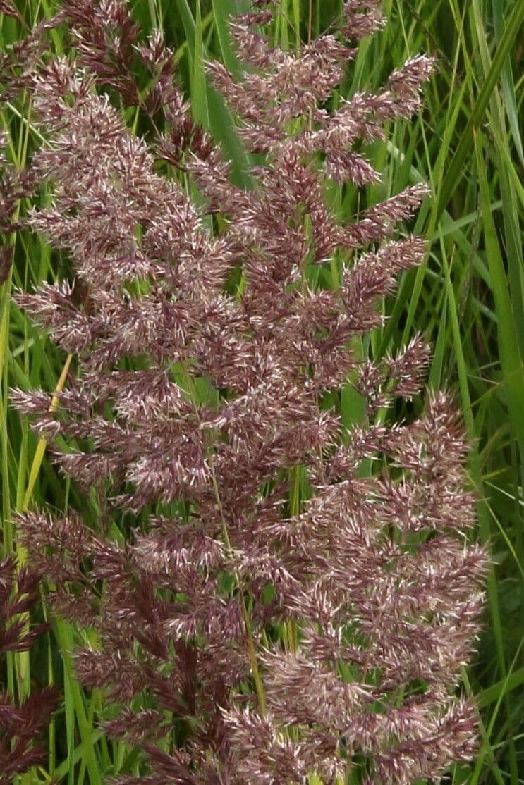 Calamagrostis 8
