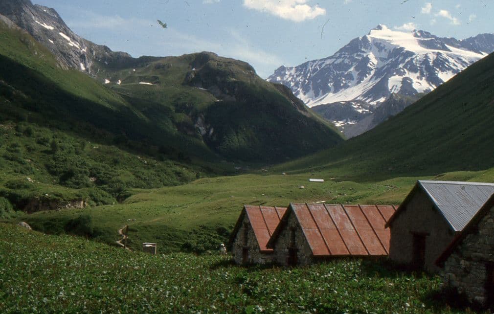 Alpen-Ampfer 14