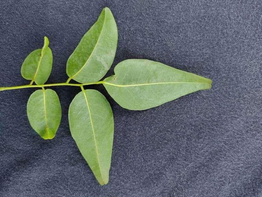 Poecilanthe 4
