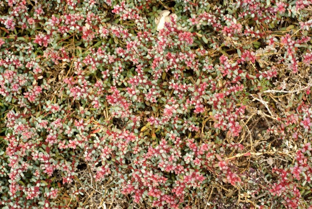 Suaeda vermiculata 7