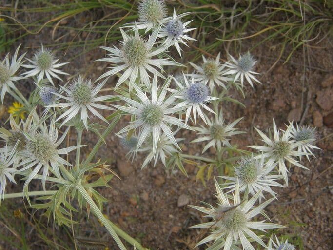 Eryngium eterofillo 6