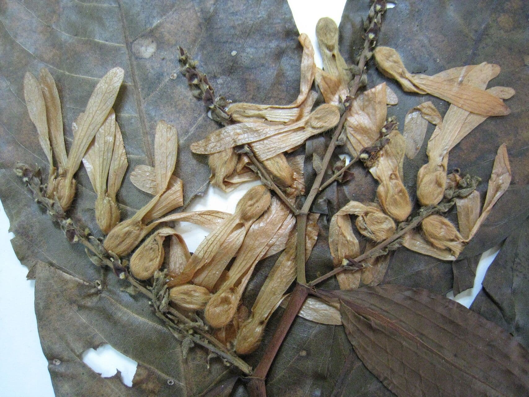 Triplaris 10
