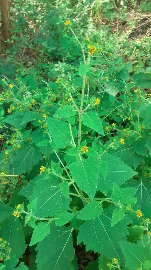 Sigesbeckia orientalis 10