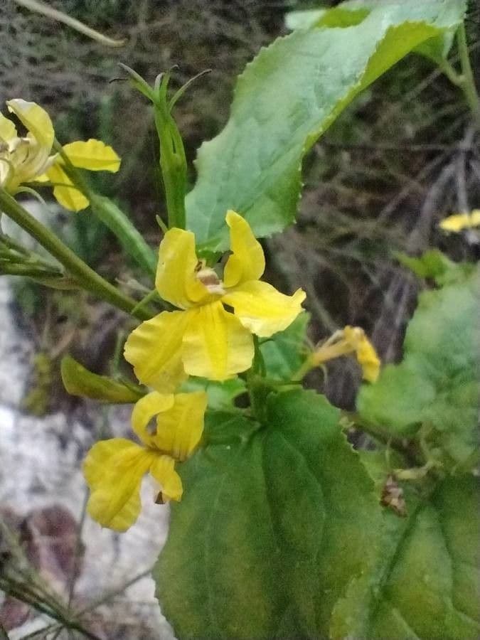Goodenia ovata 4