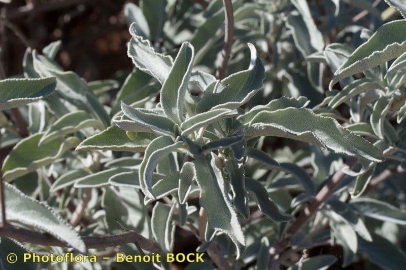 Salvia 16