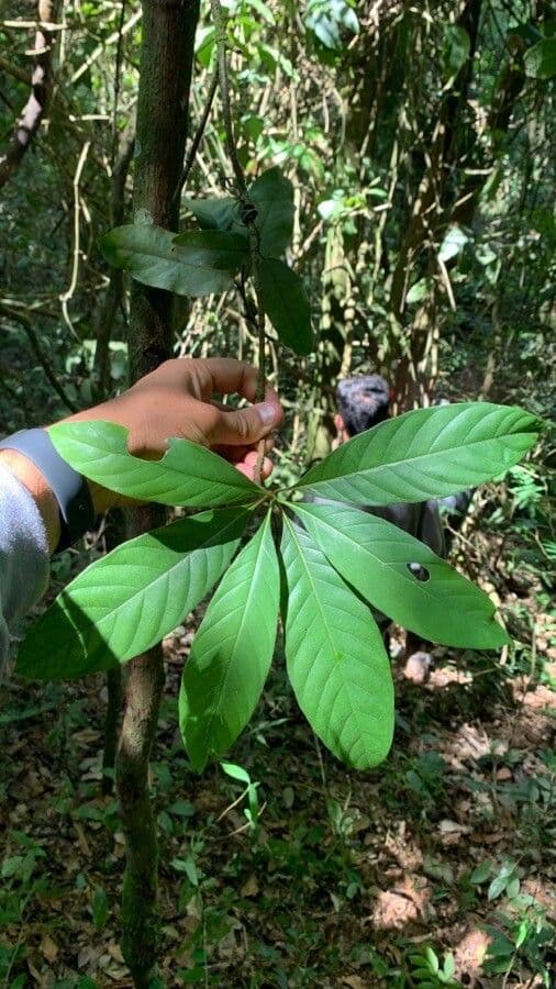 Amaioua guianensis 2
