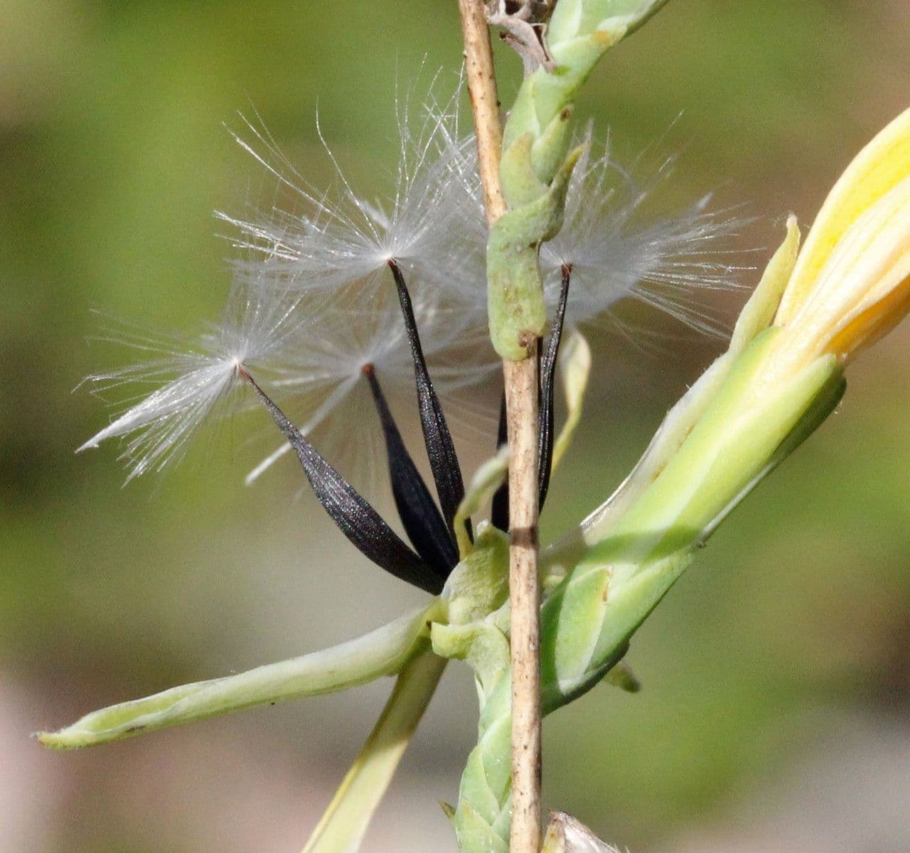 Lattuga viminea 5