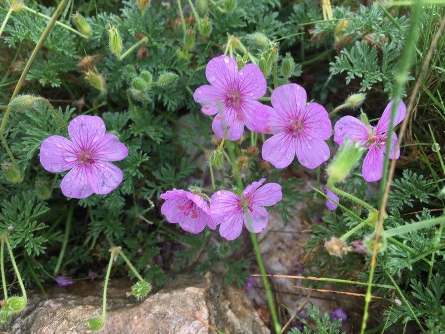 Stinkender Storchschnabel 6