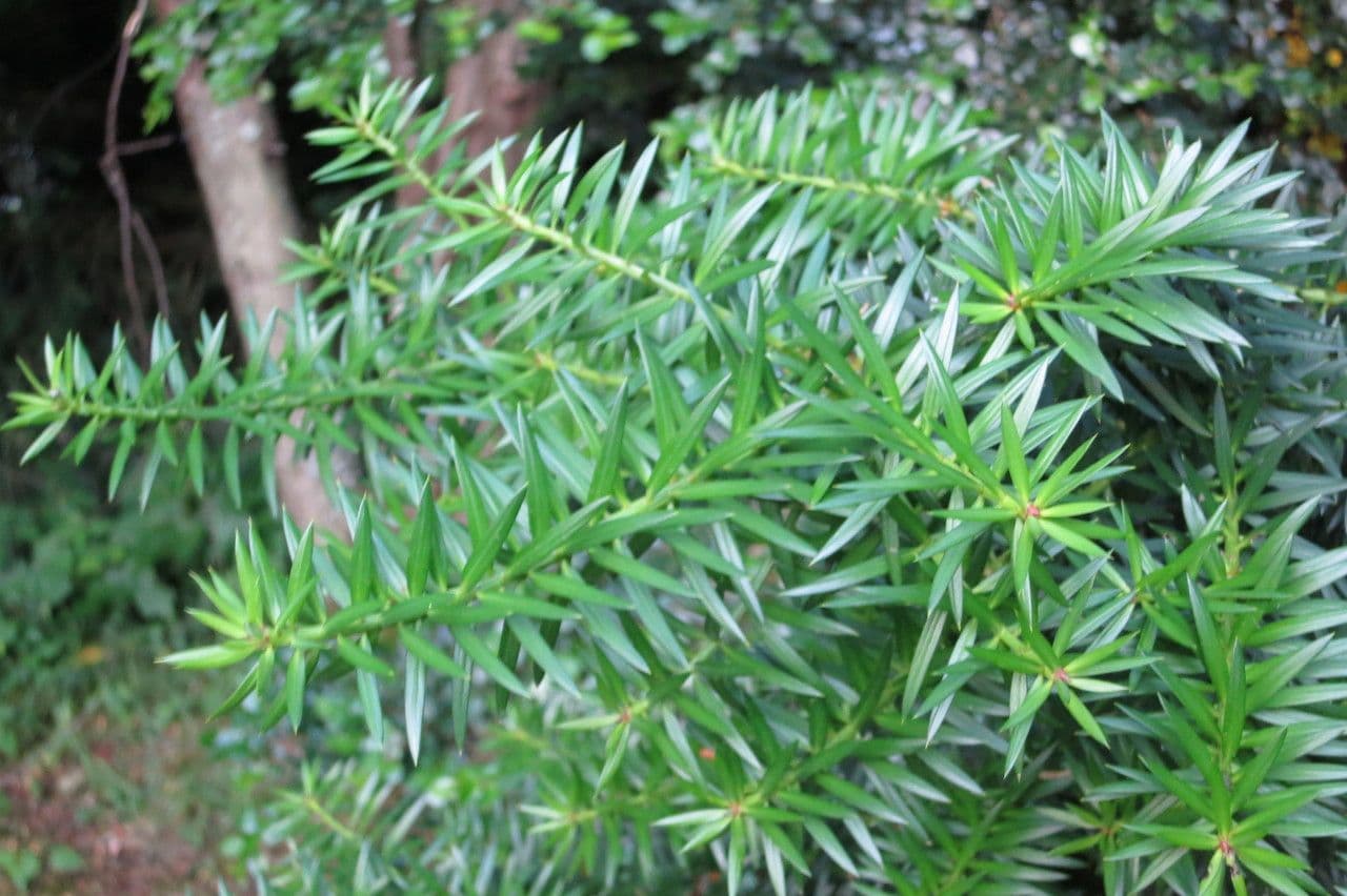 Podocarpus 17