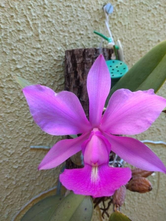 Cattleya di Walker