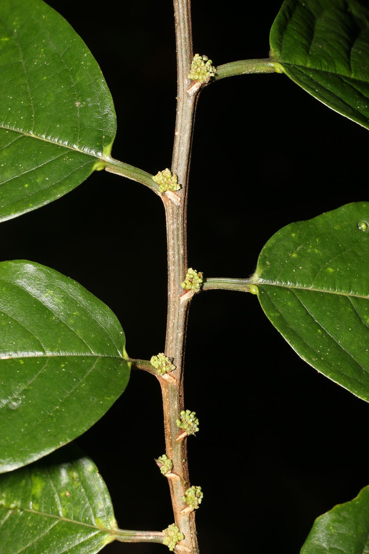 Colubrina 14