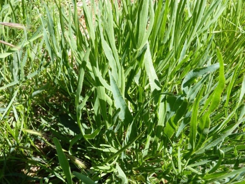 Falcaria 18