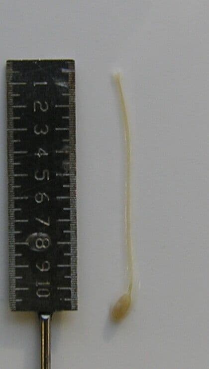 Dicliptera paniculata 6