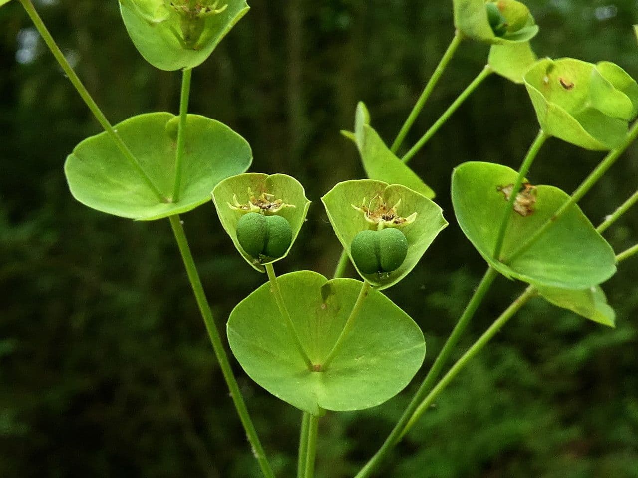 Euphorbe des bois 4