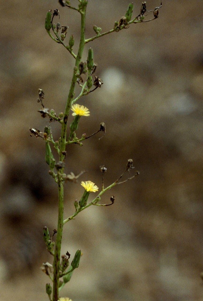 Lattuga pelosa 4