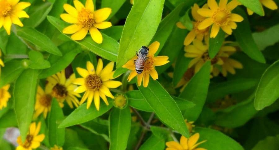 Mélampode divariqué