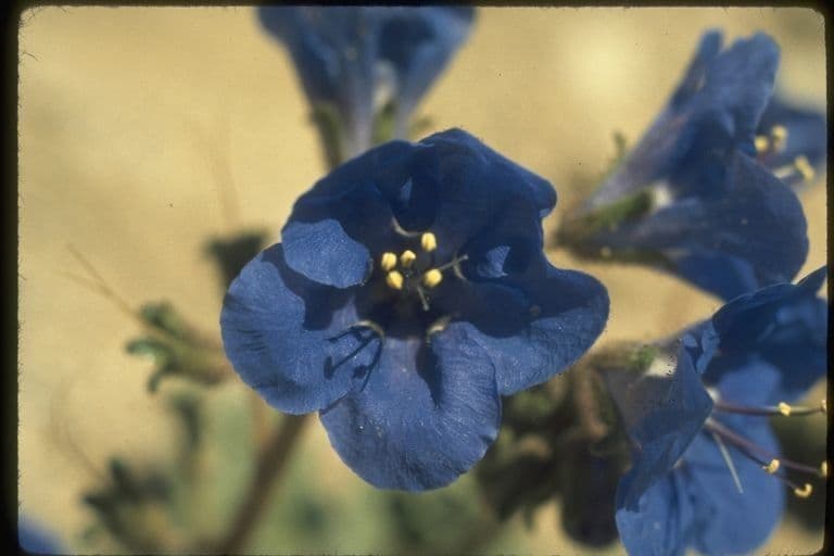 Charlottes Phacelia 6