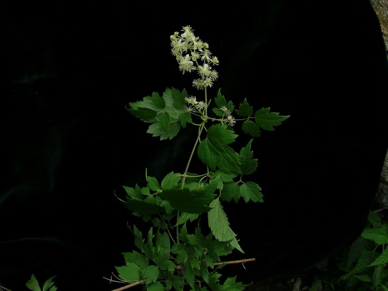 Clematide profumata 5