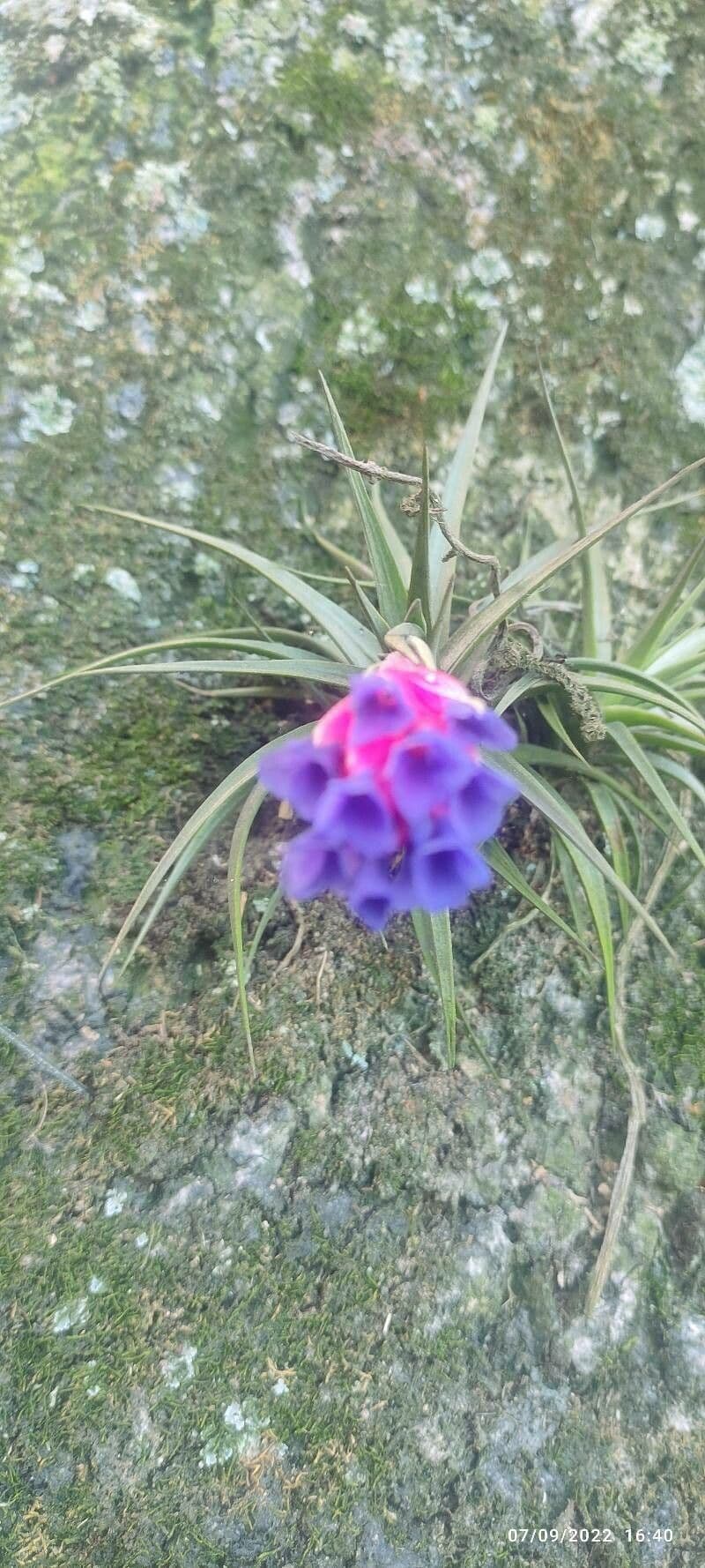 Pianta aerea 8