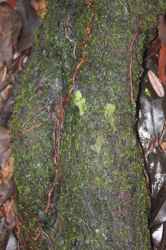 Sideroxylon sessiliflorum 5