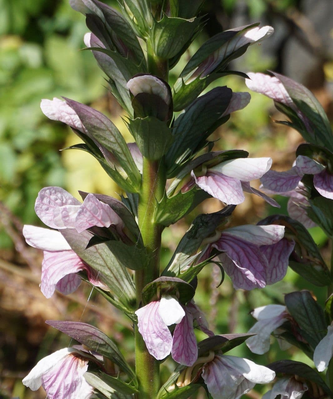 Acantho spinoso 9
