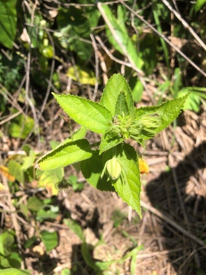 Pavonia spinosa 8