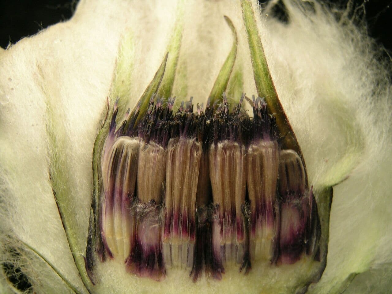 Saussurea 2
