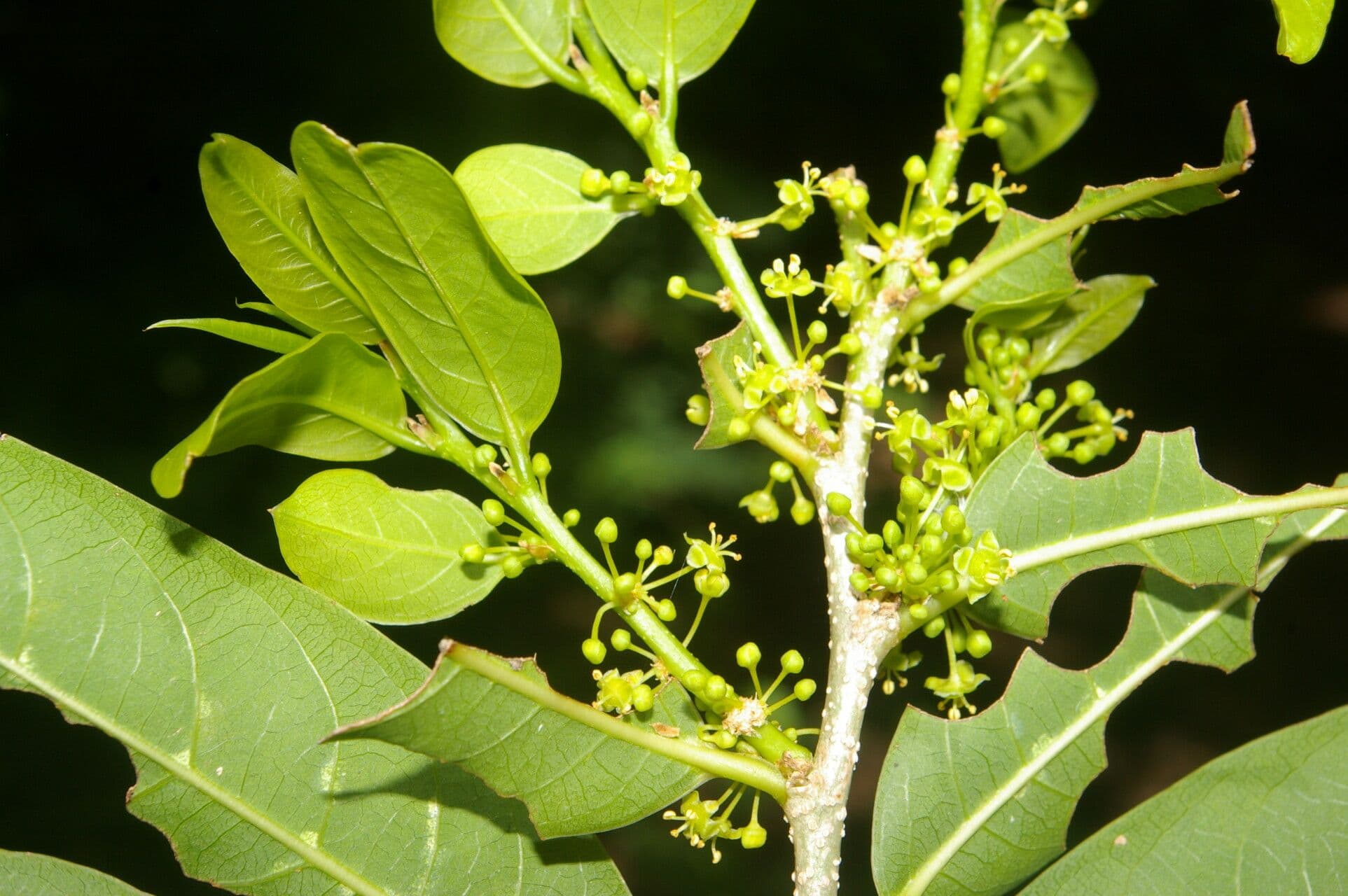 Margaritaria nobilis 12