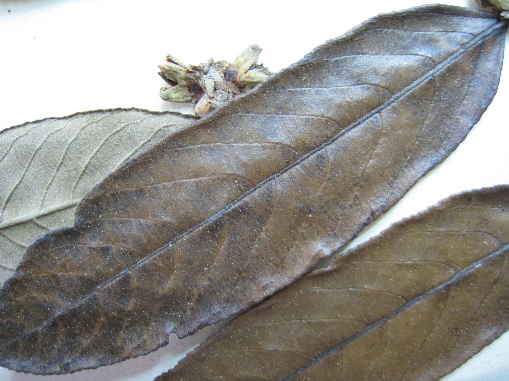 Casearia grandiflora