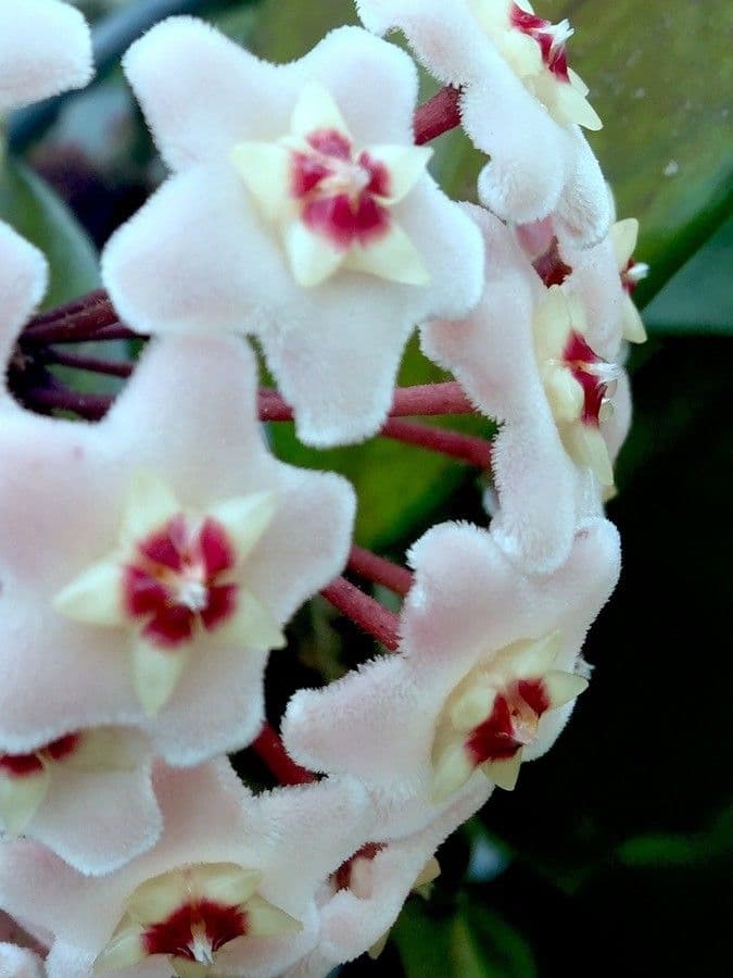 Wachblume 9