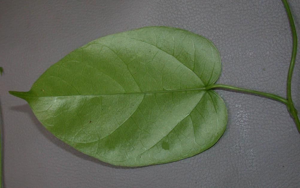 Disciphania Ernsta 3